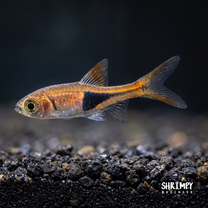 Harlequin Rasbora