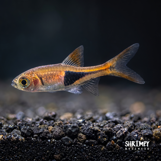 Harlequin Rasbora