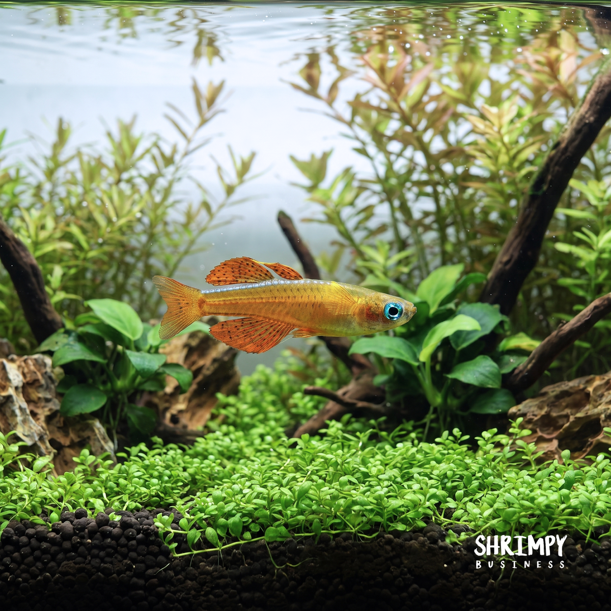 Blue Eye Red Neon Rainbowfish (Tank-Bred)