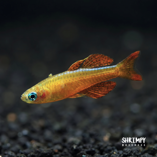 Blue Eye Red Neon Rainbowfish (Tank-Bred)