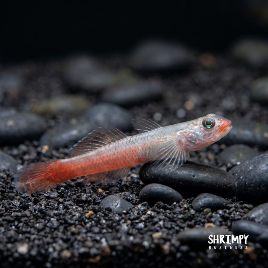 Red Lipstick' Goby