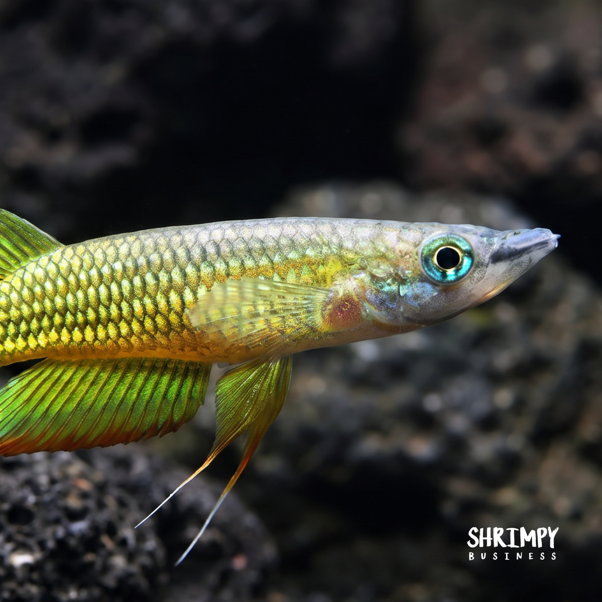 Golden Wonder Killifish (Tank Bred)
