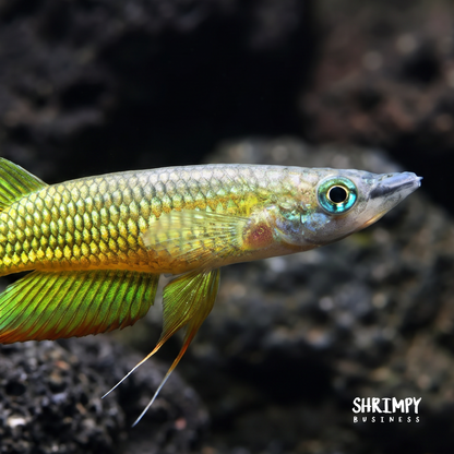 Golden Wonder Killifish (Tank Bred)