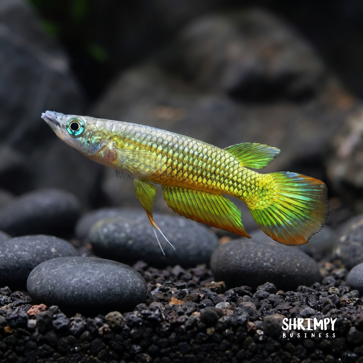 Golden Wonder Killifish (Tank Bred)