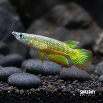 Golden Wonder Killifish (Tank Bred)