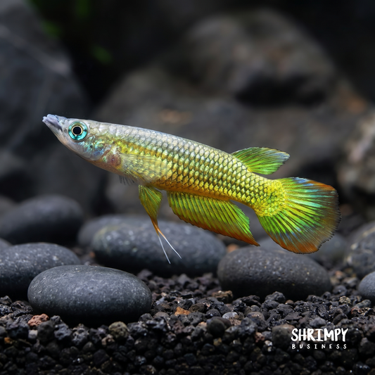 Golden Wonder Killifish (Tank Bred)
