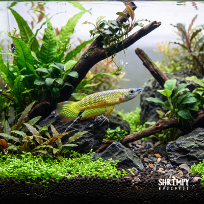 Golden Wonder Killifish (Tank Bred)