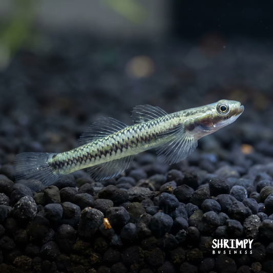 Blue Neon Goby
