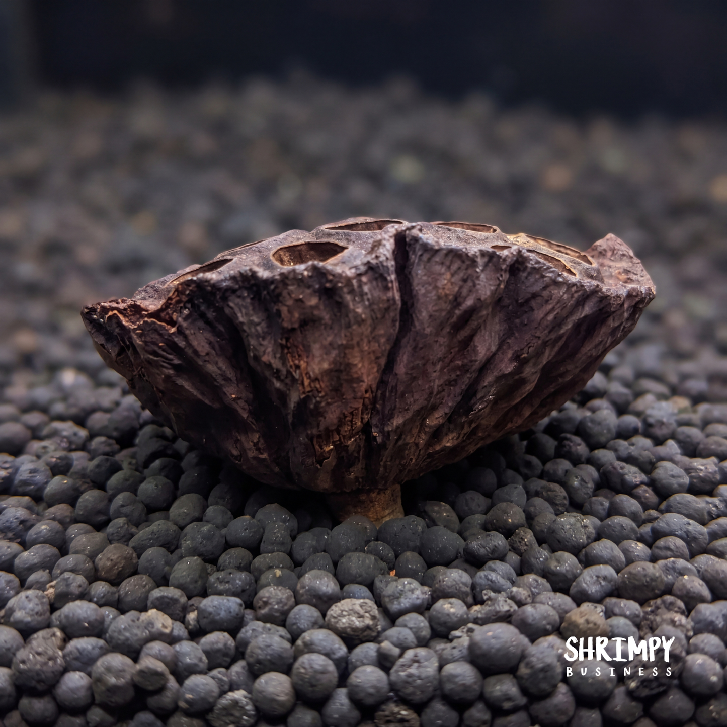Large Lotus Pod