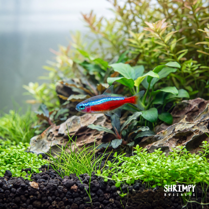 Cardinal Tetra (Tank-Bred)