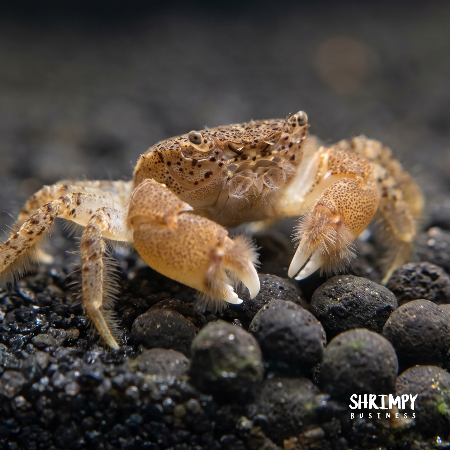 Freshwater Pom Pom Crab