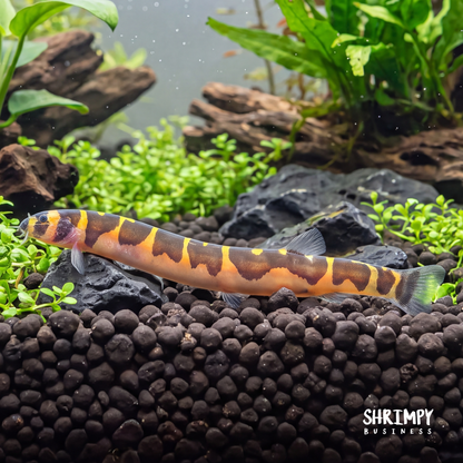 Kuhli Loach