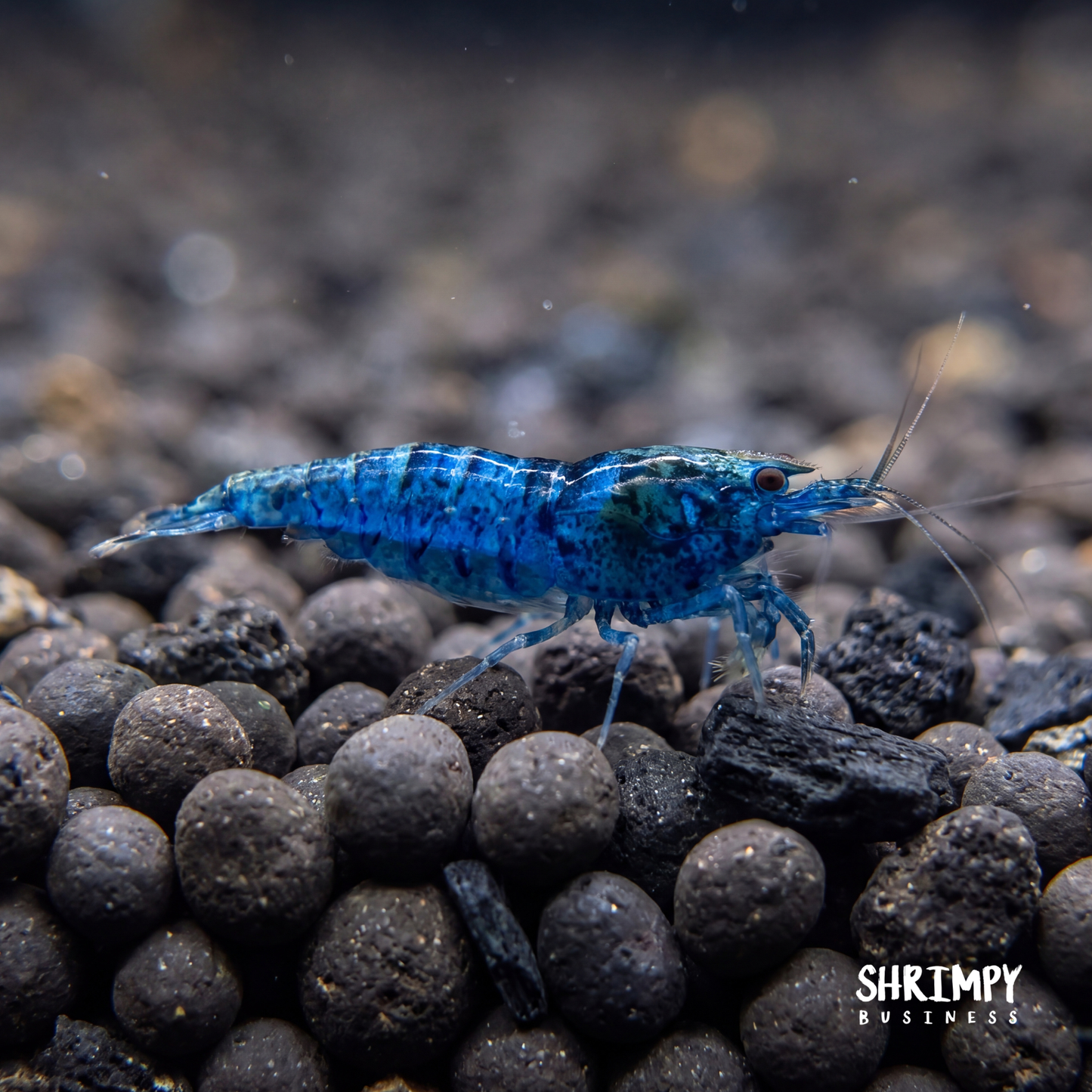 Blue Dream Shrimp