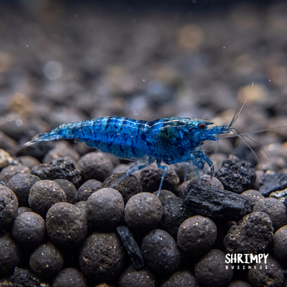 Blue Dream Shrimp