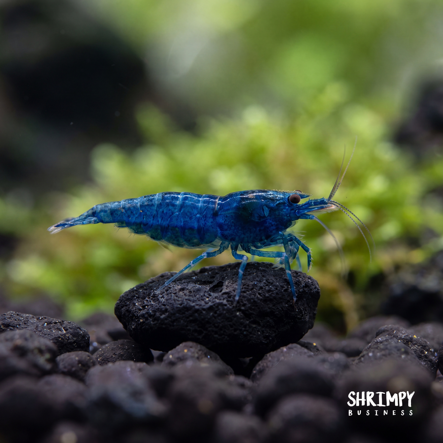 Blue Dream Shrimp