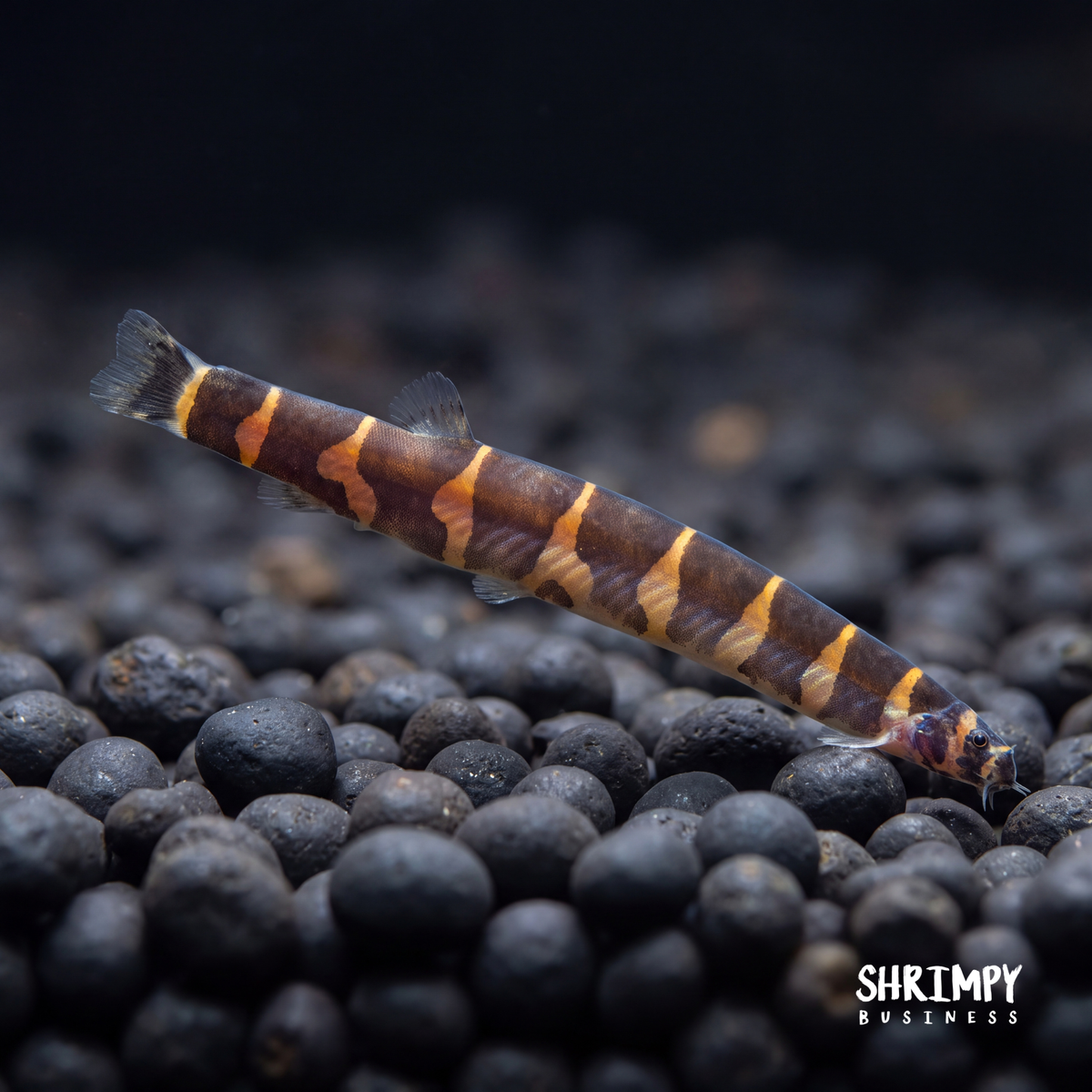 Kuhli Loach