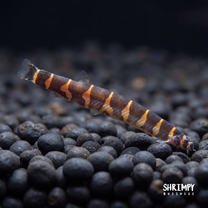 Kuhli Loach