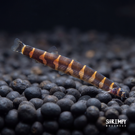 Kuhli Loach