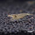 Amano Shrimp