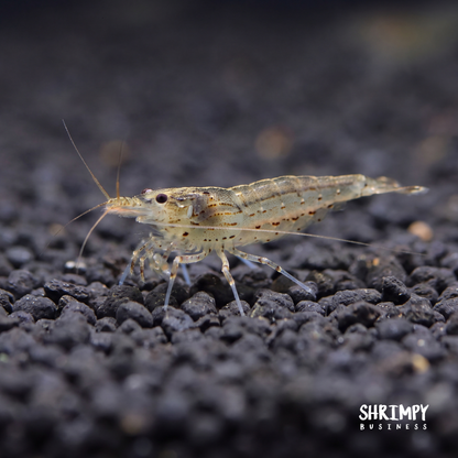 Amano Shrimp