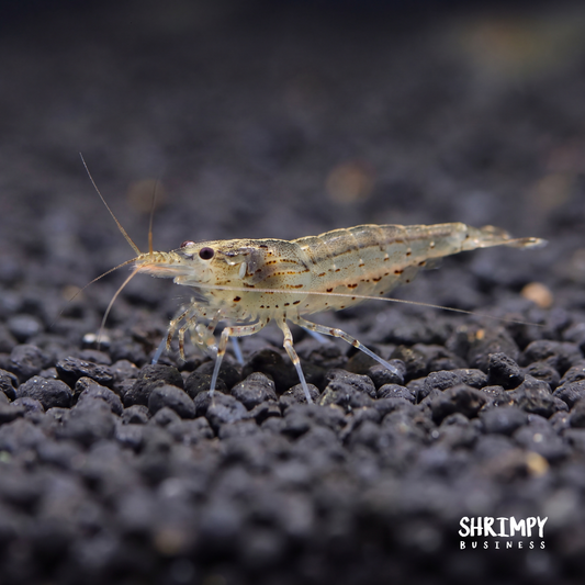 Amano Shrimp