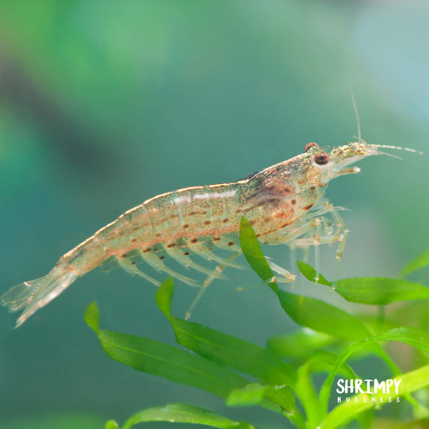Amano Shrimp