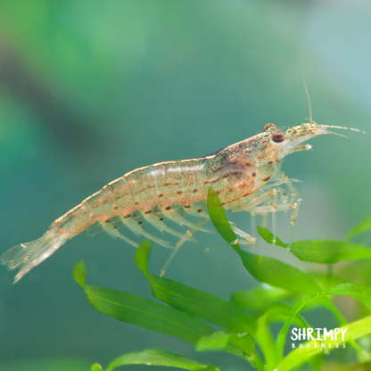 Amano Shrimp