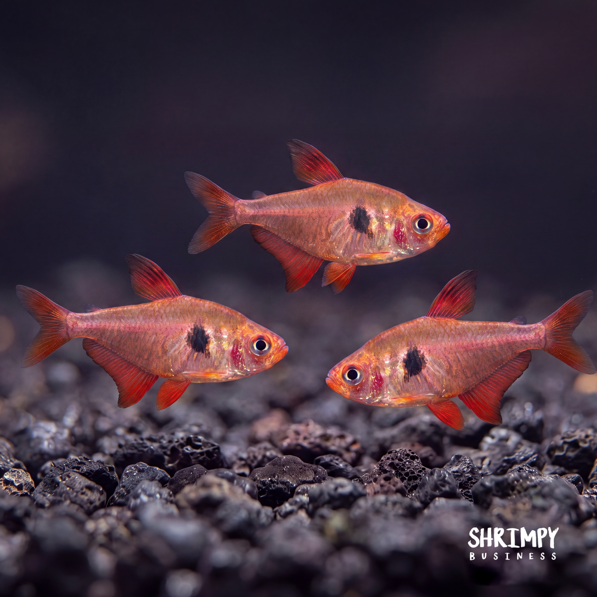 Fish Bogo Deals