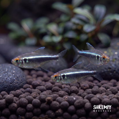 Fish Bogo Deals