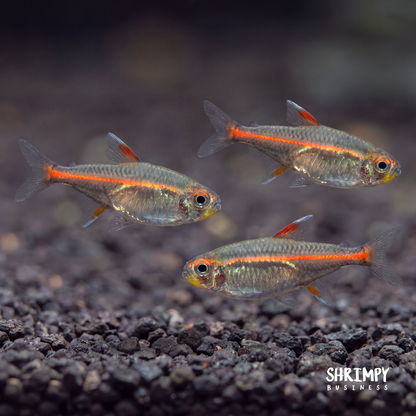 Fish Bogo Deals