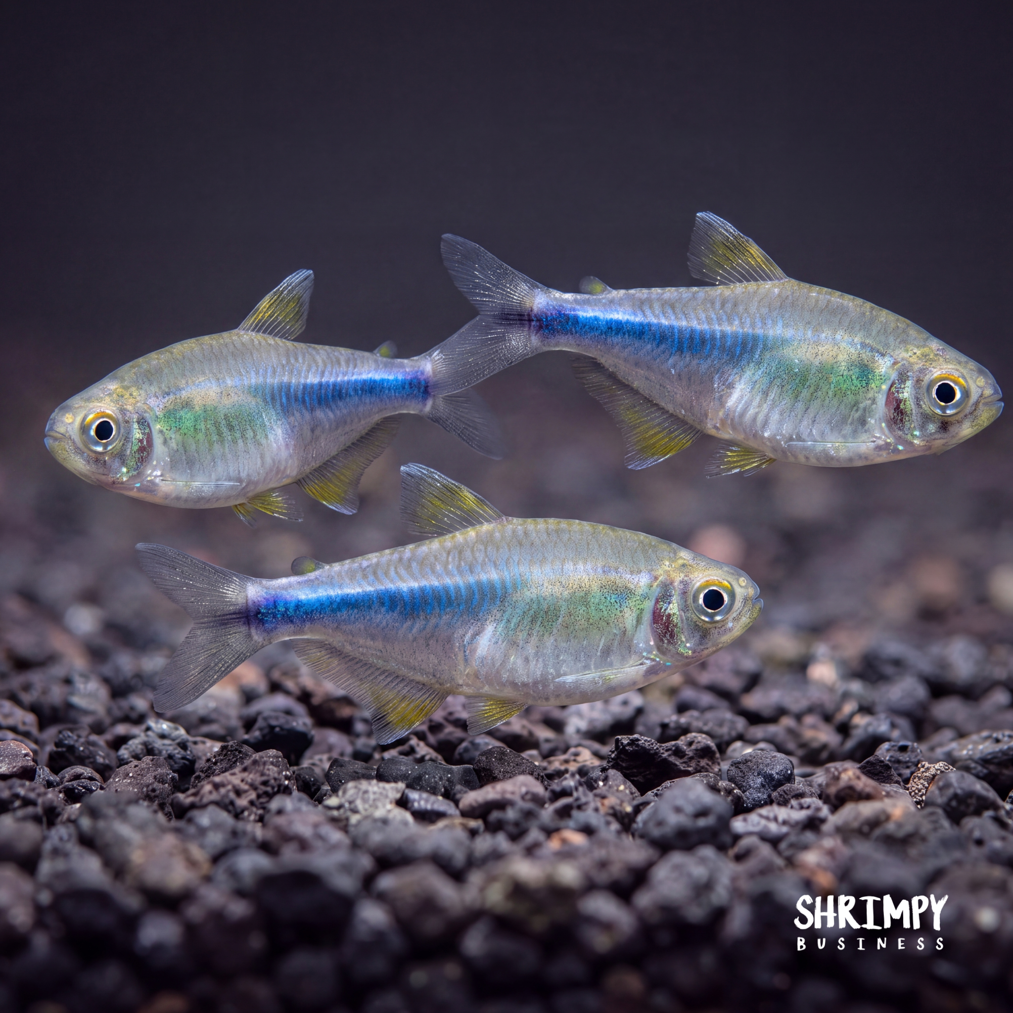 Fish Bogo Deals