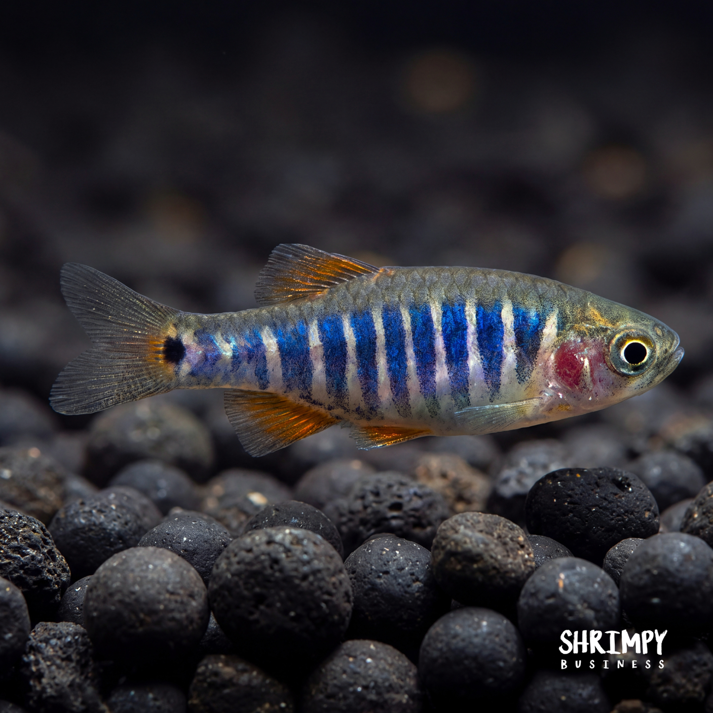 Emerald Dwarf Rasbora (Tank-Bred)