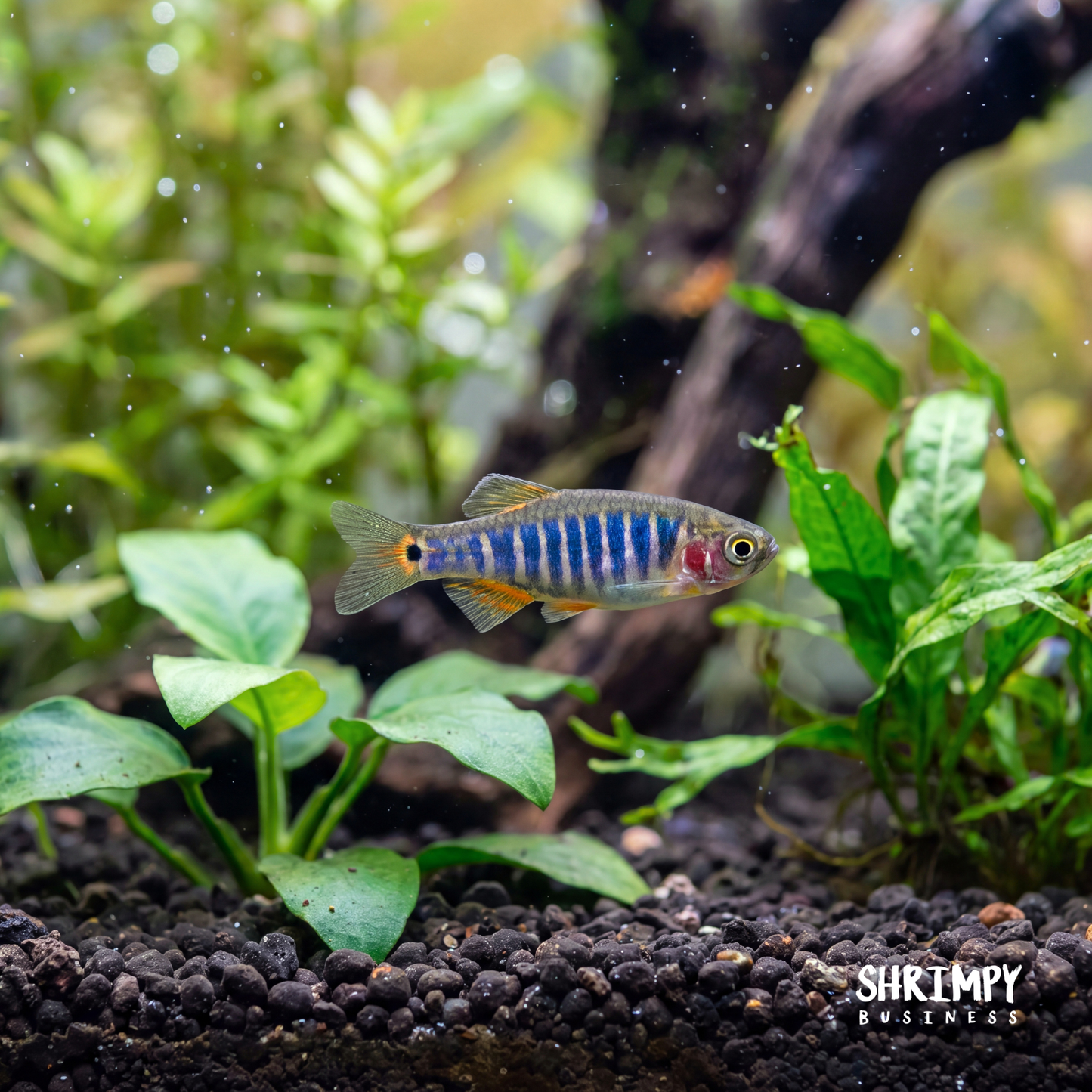 Emerald Dwarf Rasbora (Tank-Bred)