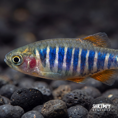 Emerald Dwarf Rasbora (Tank-Bred)