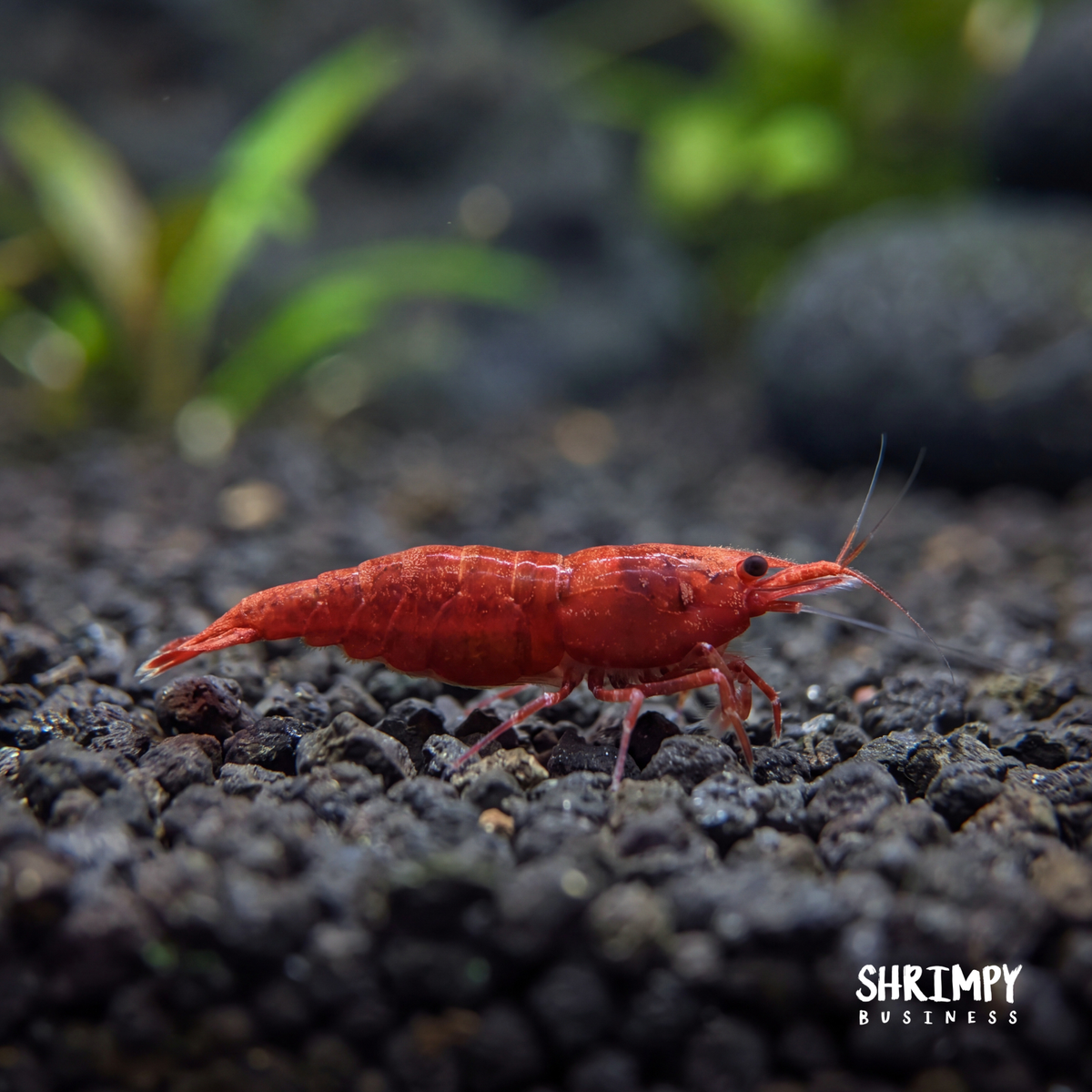 High Grade Cherry Shrimp - Fire Red Grade