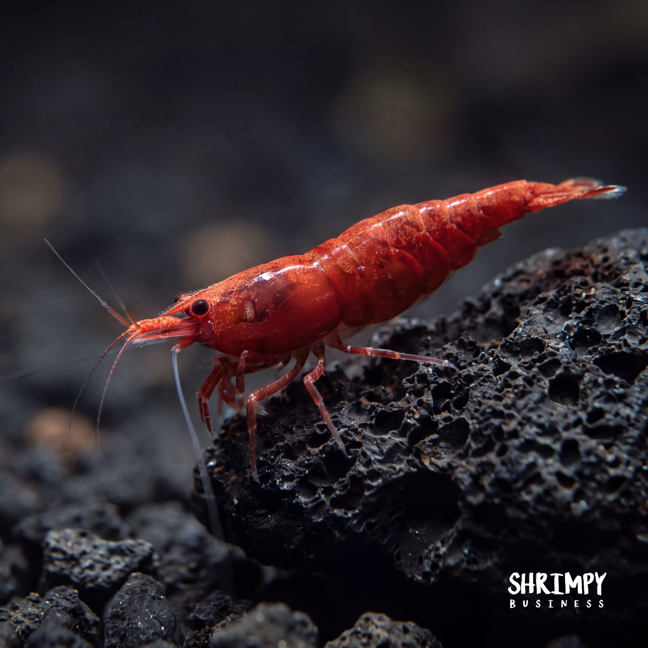Neocaridina Skittle Pack
