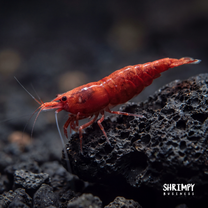 High Grade Cherry Shrimp - Fire Red Grade
