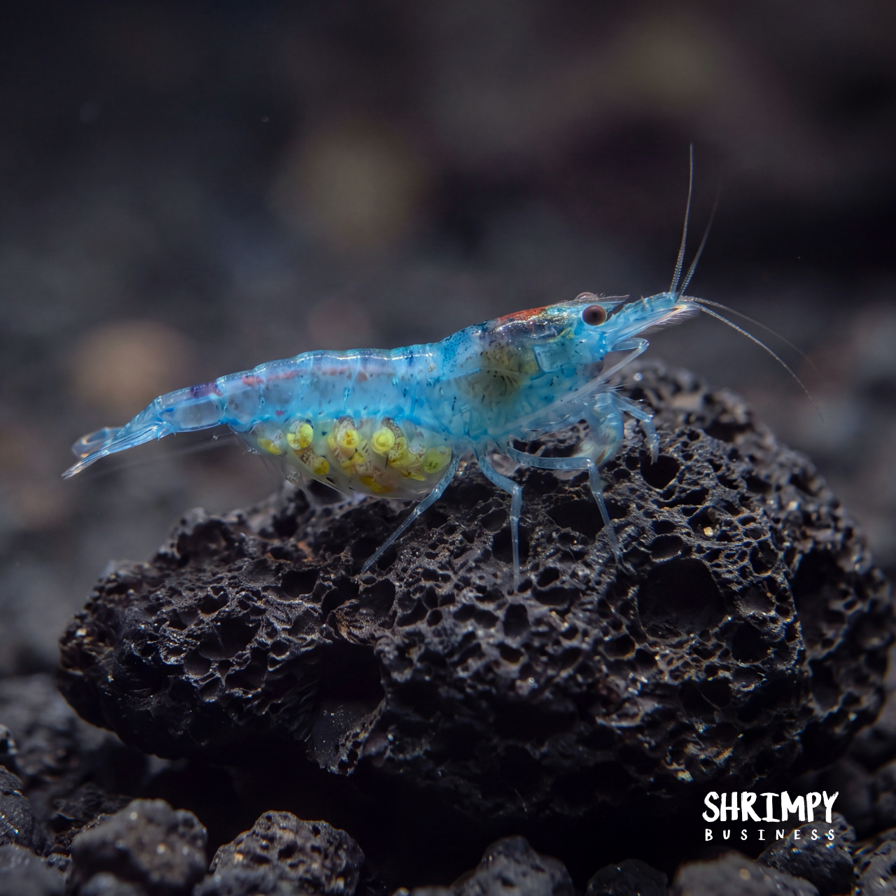 Blue Jelly Shrimp