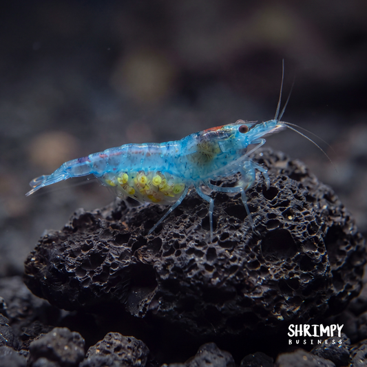 Blue Jelly Shrimp
