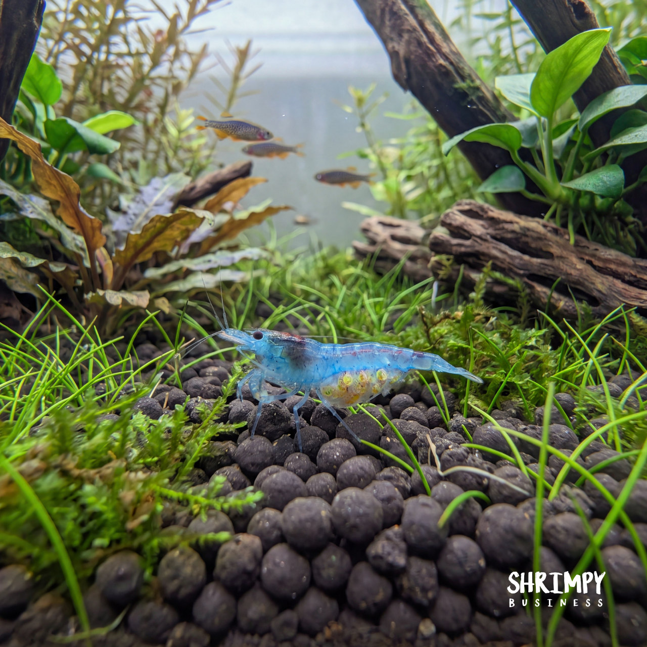 Blue Jelly Shrimp