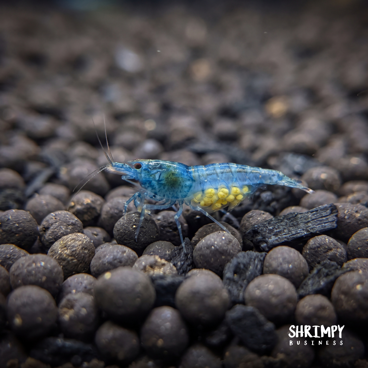 Blue Jelly Shrimp