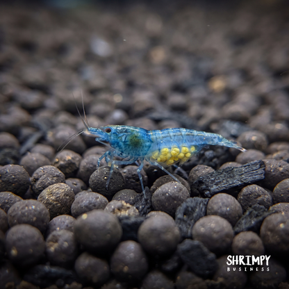 Blue Jelly Shrimp