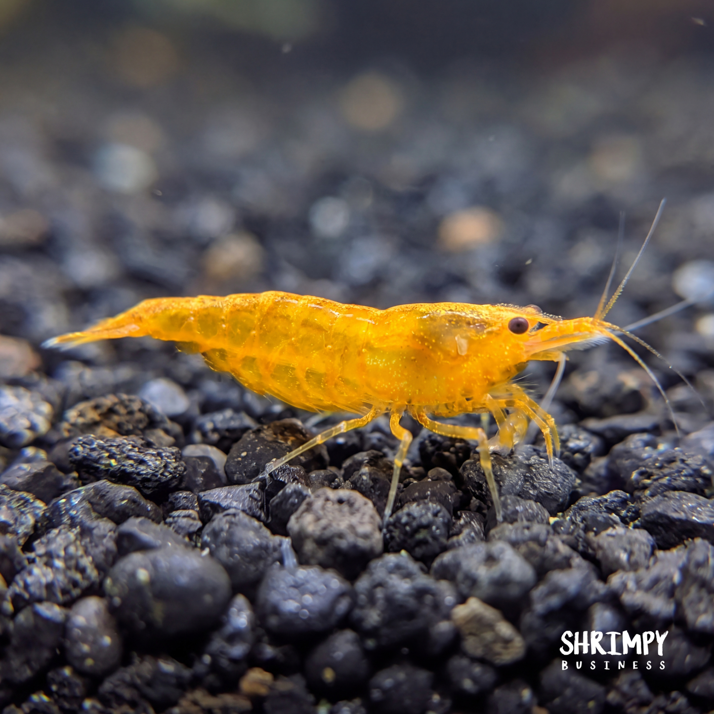 Orange Pumpkin Shrimp