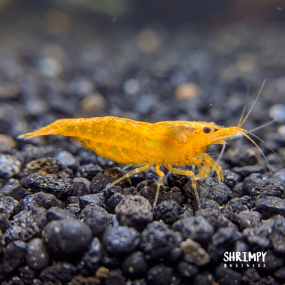 Orange Pumpkin Shrimp