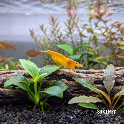 Orange Pumpkin Shrimp