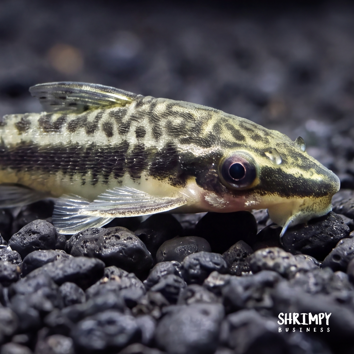 Otocinclus Catfish (Tank-Bred)