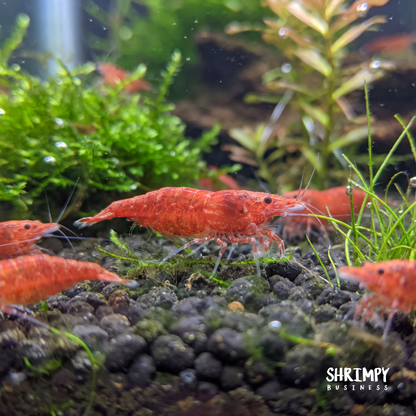 Sakura Grade Cherry Shrimp