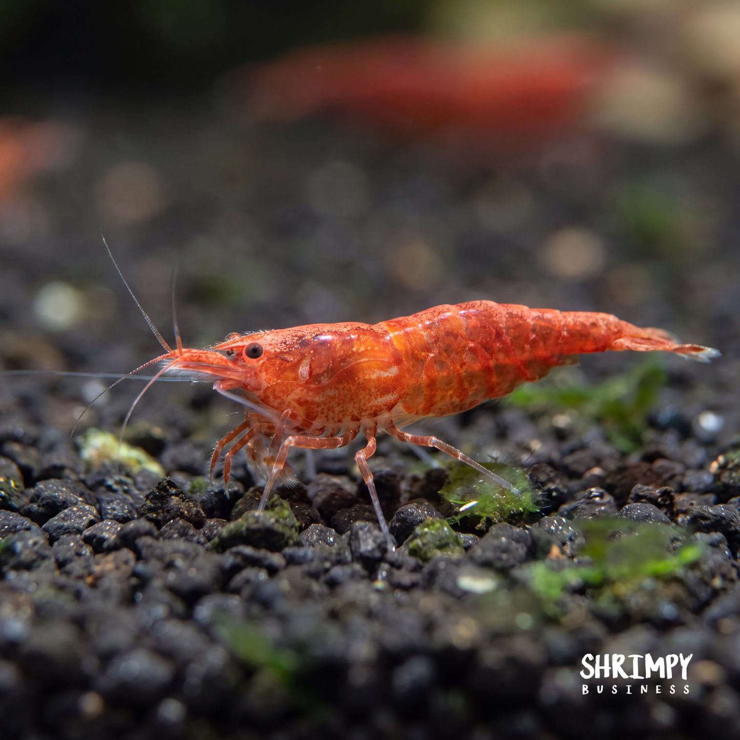 Sakura Grade Cherry Shrimp