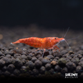 Sakura Grade Cherry Shrimp