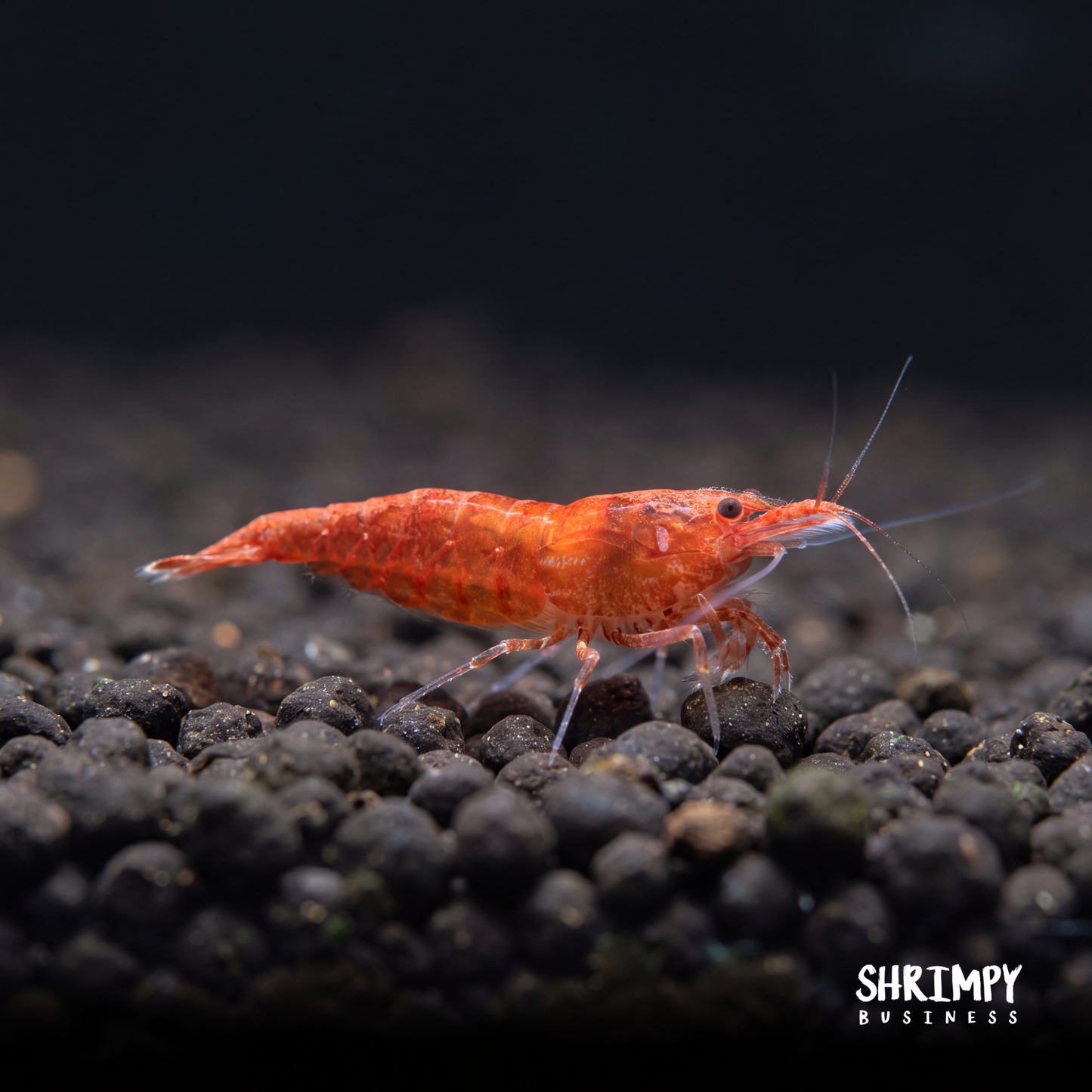 Sakura Grade Cherry Shrimp